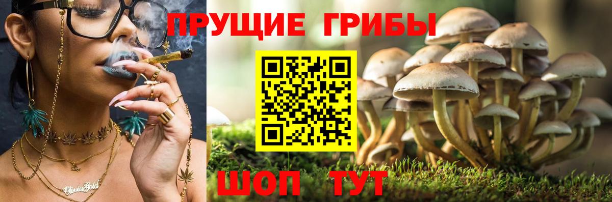 Галлюциногенные грибы Psilocybine cubensis  Галлюциногенные грибы мухоморы  Мурино 